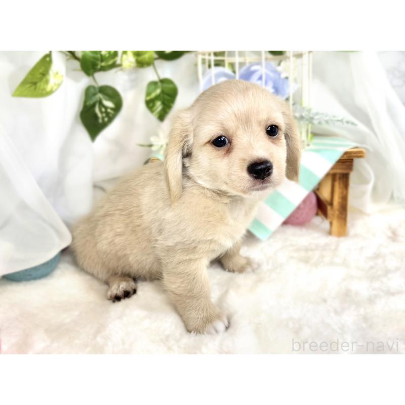 成約済の滋賀県のチワックス:チワワ×ミニチュアダックスフンド-413328の3枚目